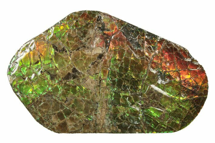 Rainbow Colored Ammolite (Fossil Ammonite Shell) - Alberta #242925